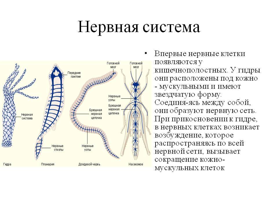 Что вместо гидры